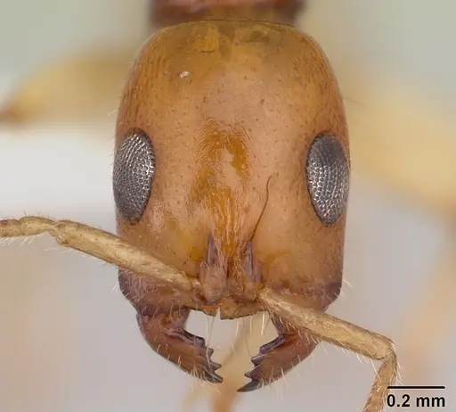 Tetraponera fictrix specimen CASENT0012854 image casent0012854_2