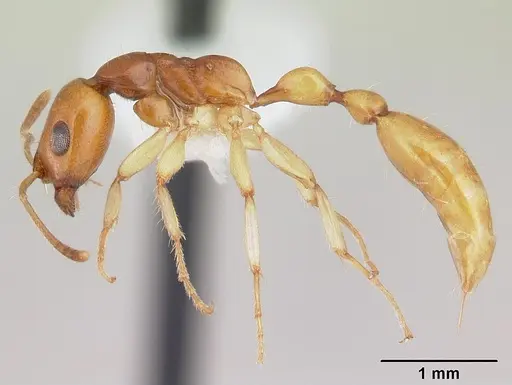 Tetraponera fictrix specimen CASENT0012854 image casent0012854_3