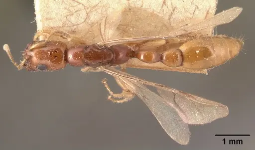 Tetraponera fictrix specimen CASENT0101702 image casent0101702_1