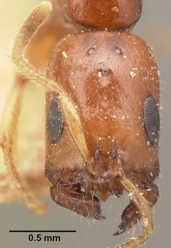 Tetraponera fictrix specimen CASENT0101702 image casent0101702_2