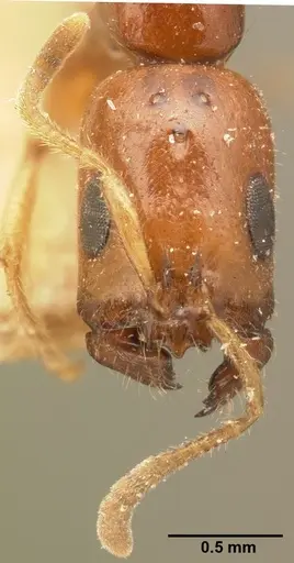 Tetraponera fictrix specimen CASENT0101702 image casent0101702_3