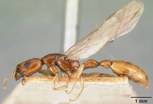 Tetraponera fictrix specimen CASENT0101702 image casent0101702_4