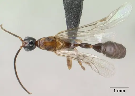 Tetraponera fictrix specimen CASENT0138531 image casent0138531_1