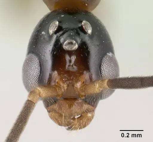 Tetraponera fictrix specimen CASENT0138531 image casent0138531_2