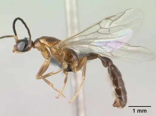 Tetraponera fictrix specimen CASENT0138531 image casent0138531_3