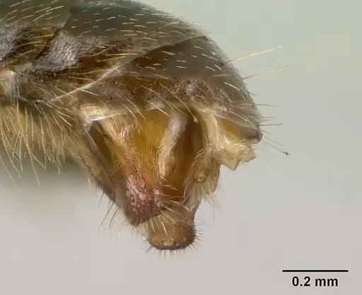 Tetraponera fictrix specimen CASENT0138531 image casent0138531_4