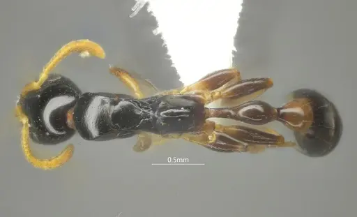 Tetraponera furcata specimen ANTWEB1060542 image antweb1060542_1
