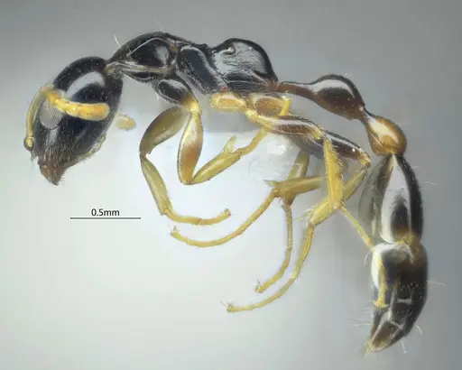 Tetraponera furcata specimen ANTWEB1060542 image antweb1060542_3