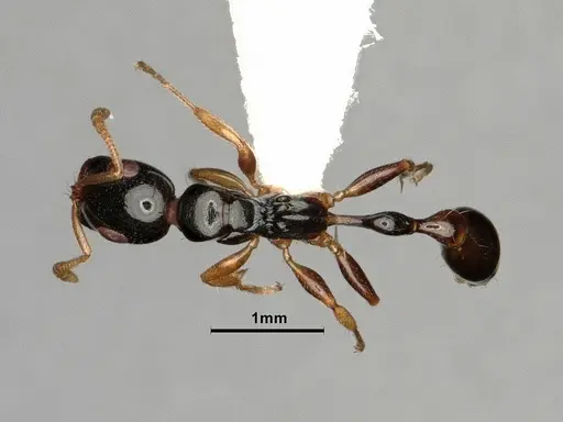 Tetraponera furcata specimen CASENT0884025 image casent0884025_1