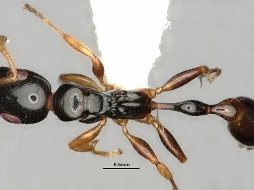 Tetraponera furcata specimen CASENT0884025 image casent0884025_2