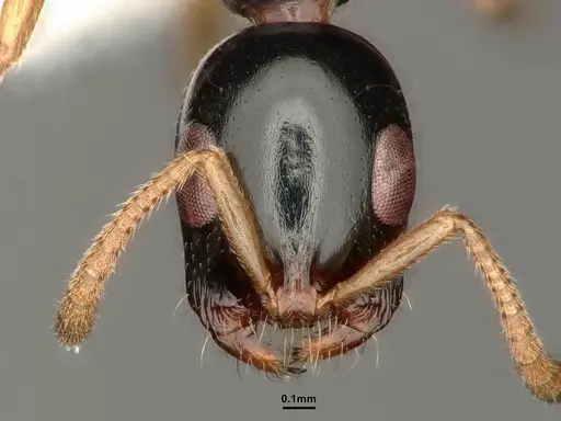 Tetraponera furcata specimen CASENT0884025 image casent0884025_3