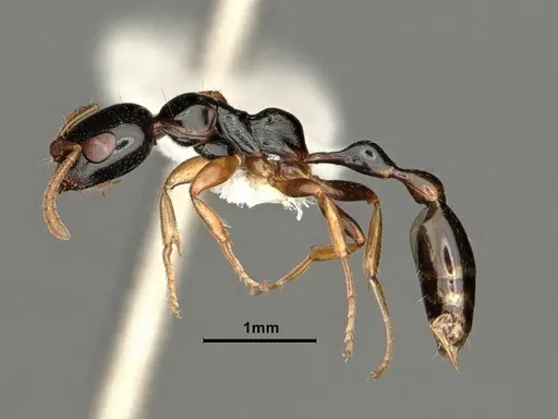 Tetraponera furcata specimen CASENT0884025 image casent0884025_5