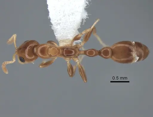 Tetraponera furtiva specimen CASENT0843646 image casent0843646_1