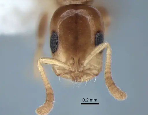 Tetraponera furtiva specimen CASENT0843646 image casent0843646_2