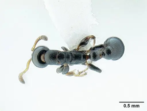 Tetraponera gerdae specimen CASENT0842369 image casent0842369_1