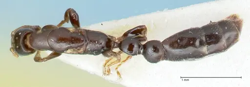 Tetraponera gerdae specimen FOCOL1171 image focol1171_1