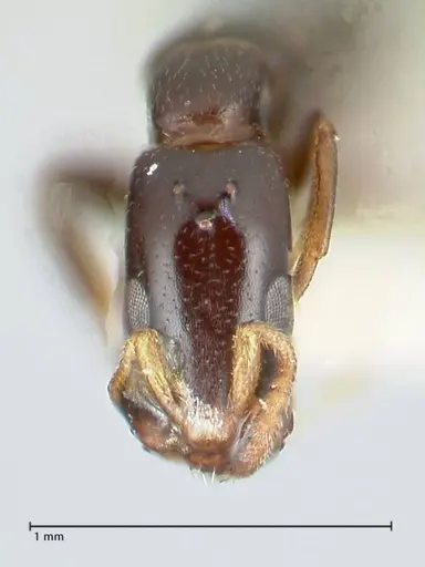 Tetraponera gerdae specimen FOCOL1171 image focol1171_2