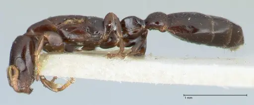 Tetraponera gerdae specimen FOCOL1171 image focol1171_3