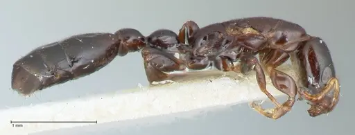 Tetraponera gerdae specimen FOCOL1171 image focol1171_4