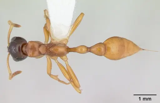 Tetraponera grandidieri specimen CASENT0012861 image casent0012861_1