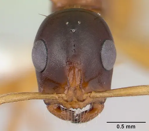 Tetraponera grandidieri specimen CASENT0012861 image casent0012861_2