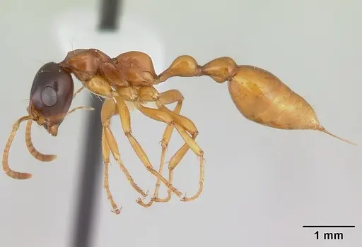 Tetraponera grandidieri specimen CASENT0012861 image casent0012861_3