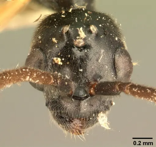 Tetraponera grandidieri specimen CASENT0101043 image casent0101043_2