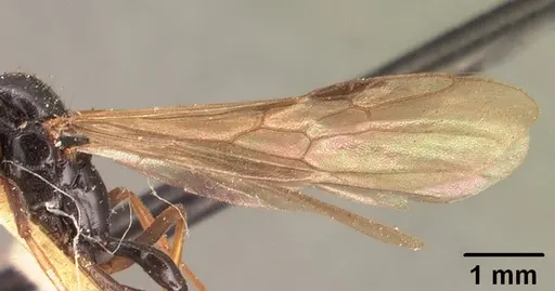 Tetraponera grandidieri specimen CASENT0101043 image casent0101043_4