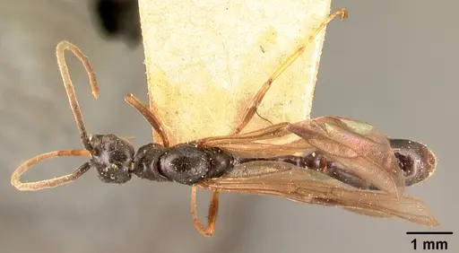 Tetraponera grandidieri specimen CASENT0101044 image casent0101044_1