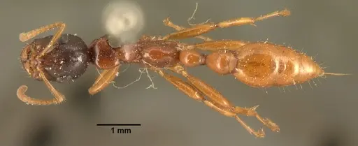 Tetraponera grandidieri specimen CASENT0101652 image casent0101652_1