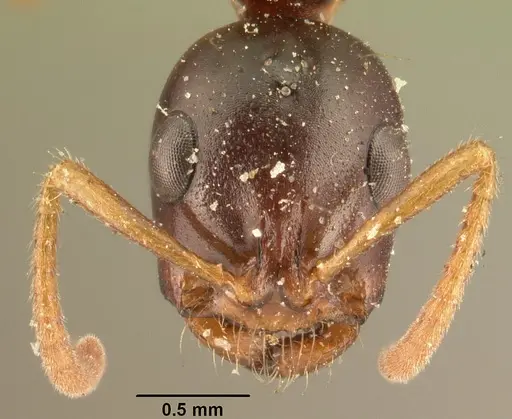 Tetraponera grandidieri specimen CASENT0101652 image casent0101652_2