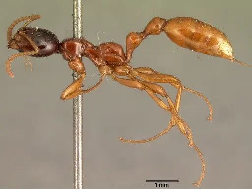Tetraponera grandidieri specimen CASENT0101652 image casent0101652_3