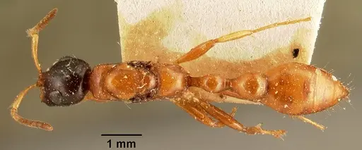 Tetraponera grandidieri specimen CASENT0101680 image casent0101680_1