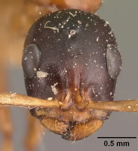 Tetraponera grandidieri specimen CASENT0101680 image casent0101680_2