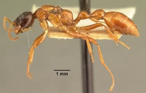 Tetraponera grandidieri specimen CASENT0101680 image casent0101680_4