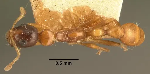 Tetraponera grandidieri specimen CASENT0101740 image casent0101740_1