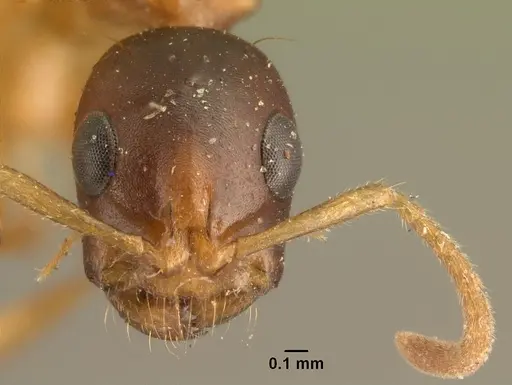 Tetraponera grandidieri specimen CASENT0101740 image casent0101740_2