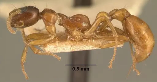 Tetraponera grandidieri specimen CASENT0101740 image casent0101740_3