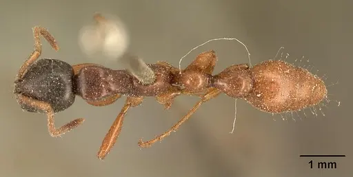Tetraponera grandidieri specimen CASENT0101883 image casent0101883_1