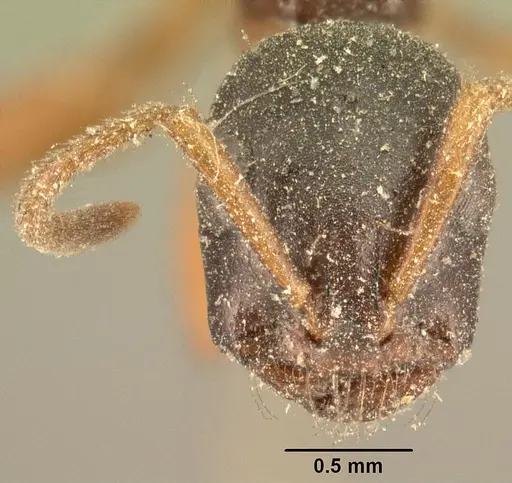 Tetraponera grandidieri specimen CASENT0101883 image casent0101883_2