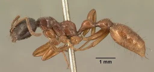 Tetraponera grandidieri specimen CASENT0101883 image casent0101883_3