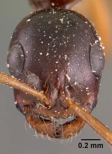 Tetraponera grandidieri specimen CASENT0102029 image casent0102029_3