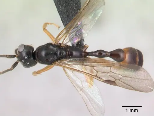 Tetraponera grandidieri specimen CASENT0138657 image casent0138657_1
