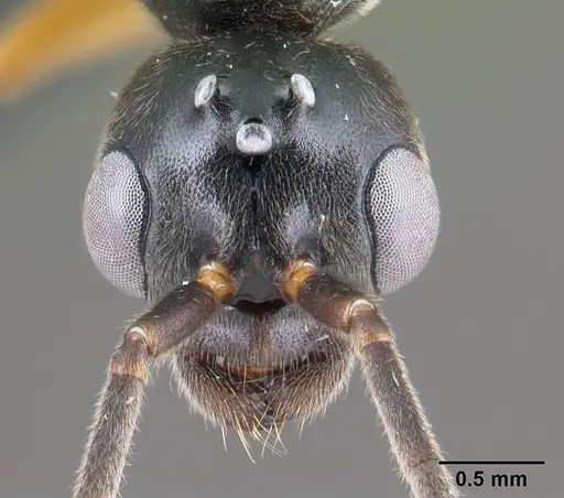 Tetraponera grandidieri specimen CASENT0138657 image casent0138657_2