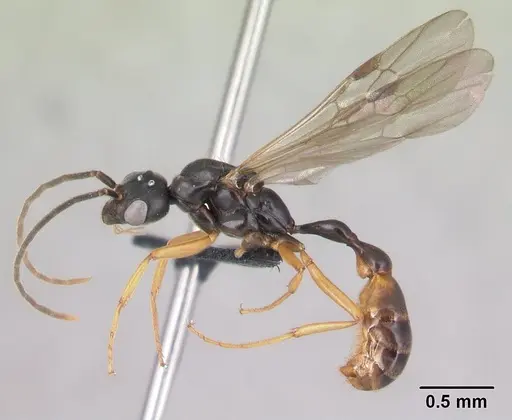 Tetraponera grandidieri specimen CASENT0138657 image casent0138657_3