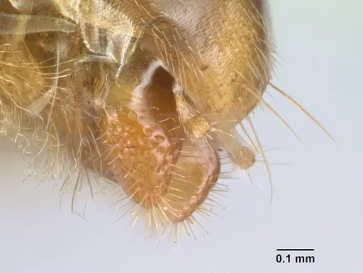 Tetraponera grandidieri specimen CASENT0138657 image casent0138657_4