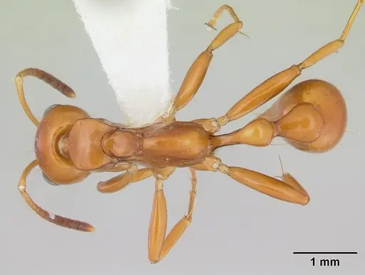 Tetraponera hespera specimen CASENT0012864 image casent0012864_1