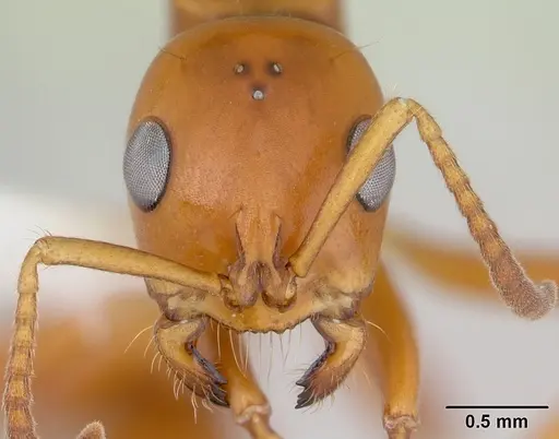 Tetraponera hespera specimen CASENT0012864 image casent0012864_2