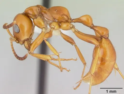 Tetraponera hespera specimen CASENT0012864 image casent0012864_3