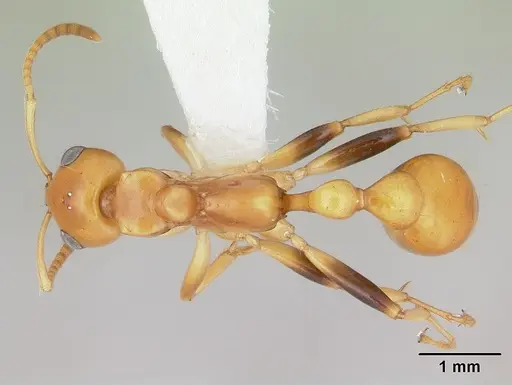 Tetraponera hespera specimen CASENT0012865 image casent0012865_1